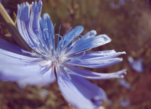 Blue cichorium íntybus macro flower on sun and green background