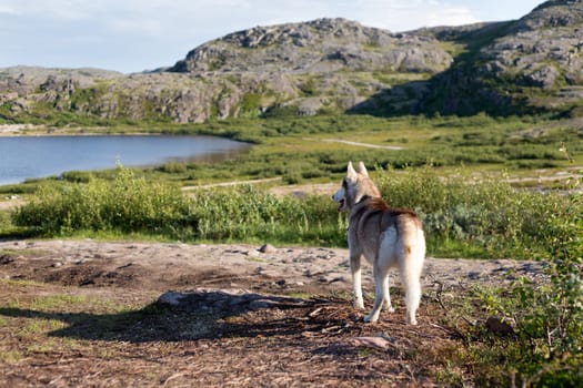 Husky dog looking at the mountains in the summer.