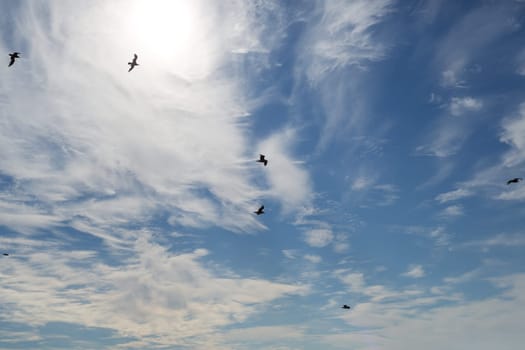Gulls on the background of sky and sun