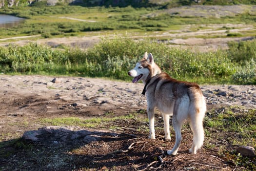 Husky dog looks standing on background of the summer forest.
