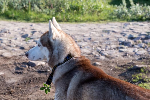 Husky dog portrait in profile on the nature.