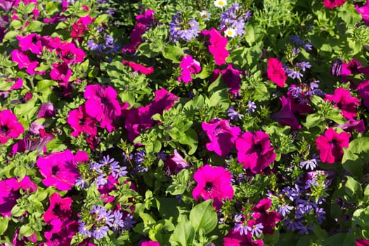 Background of violet flowers in the flowerbed.