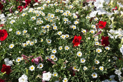 Background of the daisies with red flowers in the flowerbed.