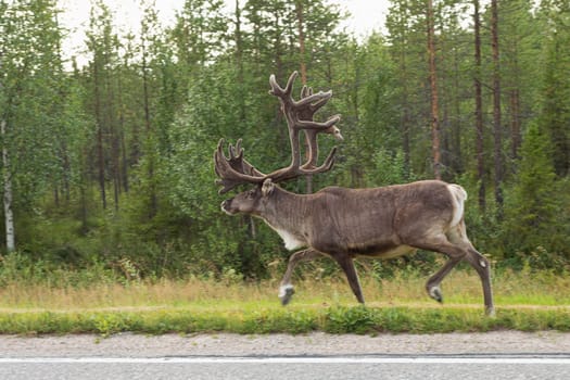 Reindeer on the side of the road in northern Finland.