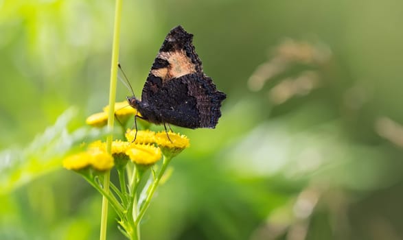 Butterfly on a yellow flower on a background of foliage.