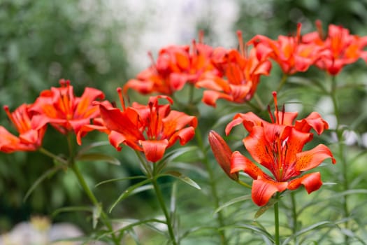 Red lily on a background of green foliage. Small depth of field.
