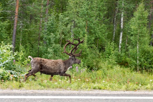 Reindeer running on the side of the road in the green forest. Finland. Lapland.
