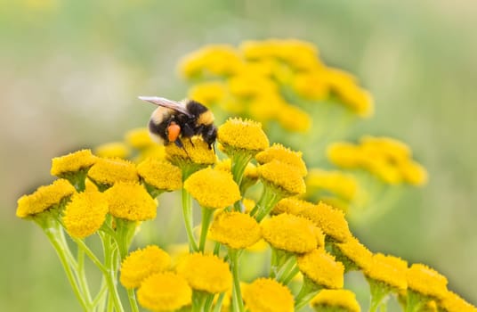 Bumblebee on a wild yellow flower collecting pollen.