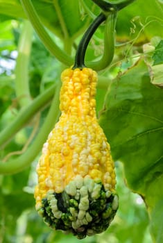 Pumpkin or Ornamental gourd on its tree