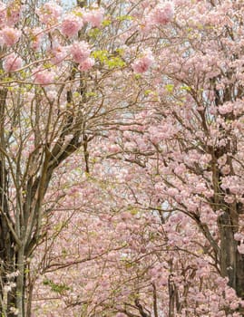 Pink flower of Trumpet or Tabebuia tree in full bloom