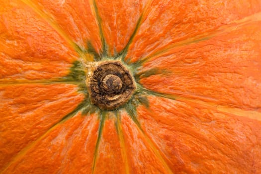 Fresh pumpkin close-up view from below.
