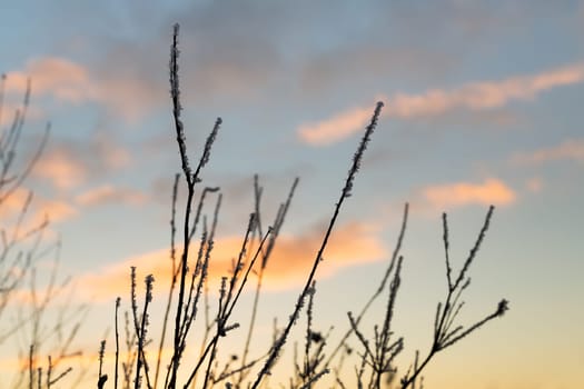 branches with hoarfrost on a background of the sunset sky