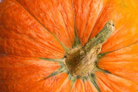 Fresh pumpkin close up, top view.