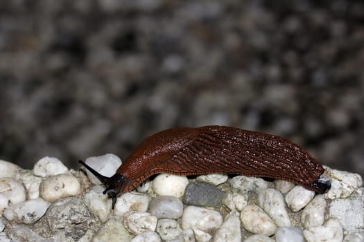A nudibranch likes to travel in humidity and darkness