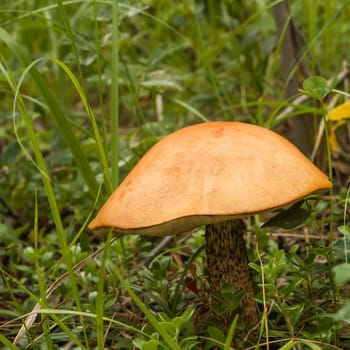 Macro of a wild mushroom in a bed of grass.