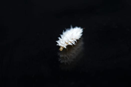 The larva of an Australian ladybug. A useful insect that eats aphids