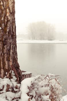 Fresh snow at the base of a tree with a misty scene in the background.