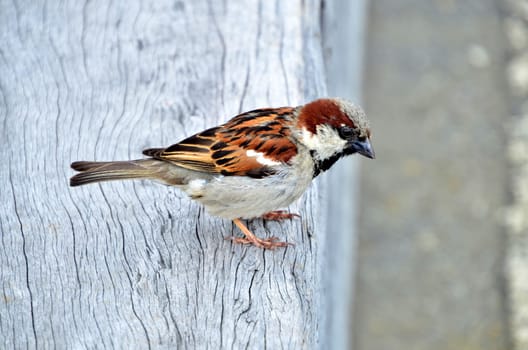 Sparrow