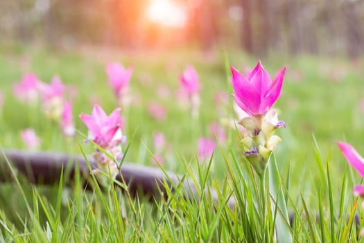 siam tulip flower field in morning sunlight