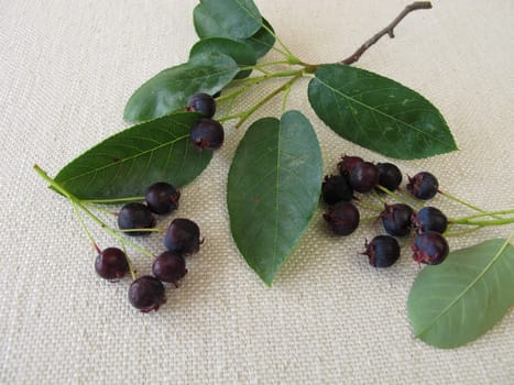 Mature rock pears