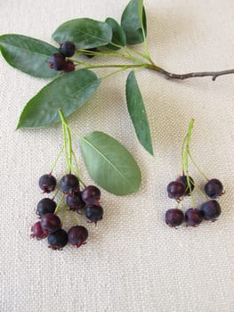 Mature rock pears