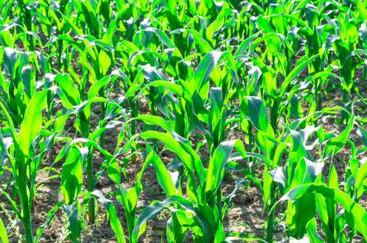 Corn plants in a corn field in the sun..