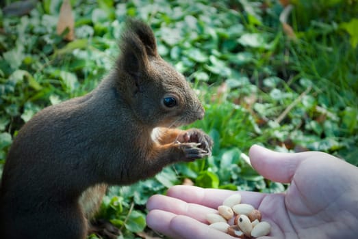 Squirel eating from human hand