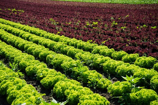 Salad in the field,agricultural field with fresh picking salad