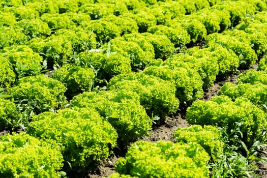 Salad in the field,agricultural field with fresh picking salad