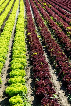 Salad in the field,agricultural field with fresh picking salad