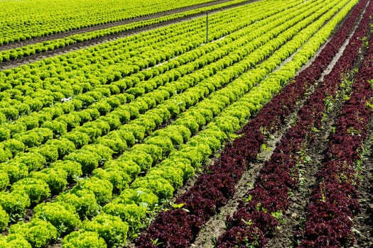 Salad in the field,agricultural field with fresh picking salad