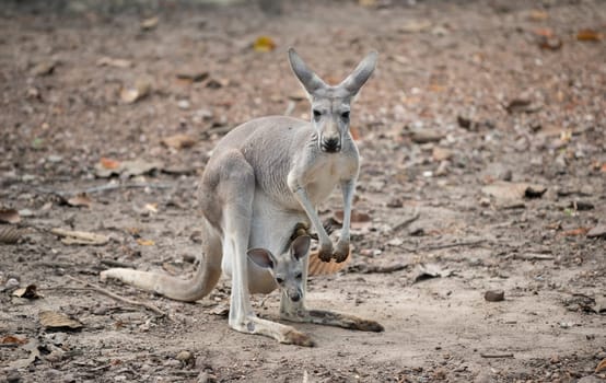 female gray kangaroo with joey in pouch