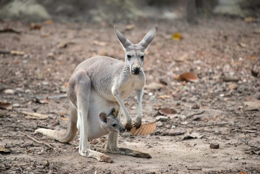 female gray kangaroo with joey in pouch