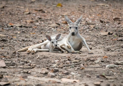 female gray kangaroo with joey in pouch