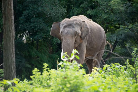 male elephant in the forest