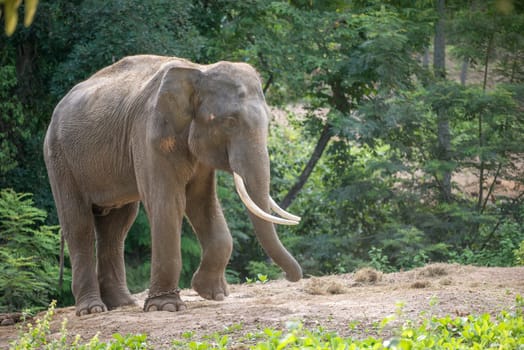 male asia elephent tether with chain in thailand