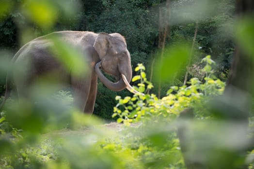 male elephant in the forest