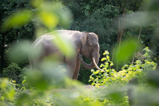 male elephant in the forest