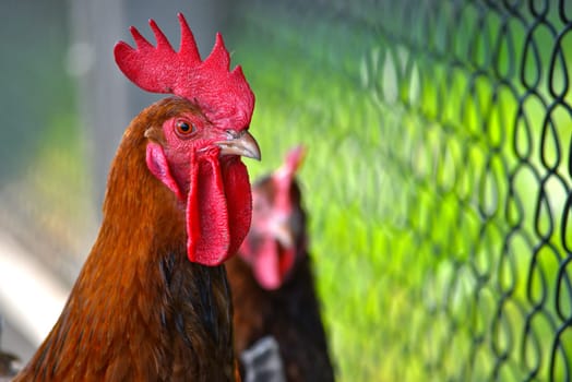 Rooster on free range poultry farm.