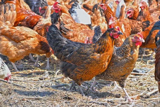 Chickens on traditional free range poultry farm.
