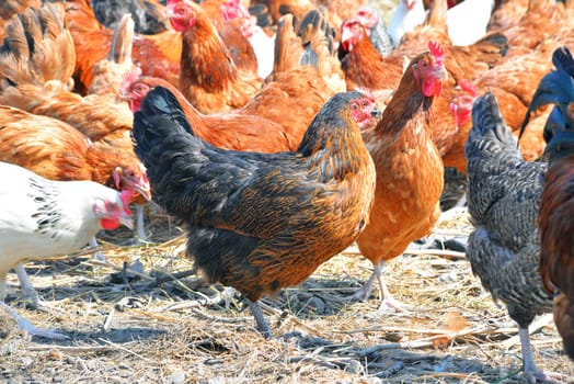 Chickens on traditional free range poultry farm.