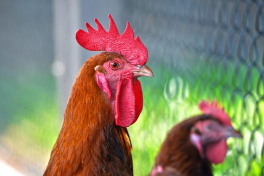Rooster on free range poultry farm.