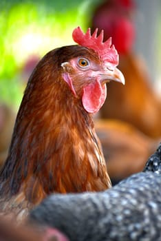Chickens on traditional free range poultry farm.