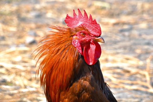 Rooster on free range poultry farm.