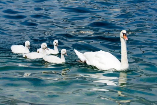 Swan (cygnus olor) family with babies