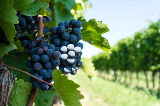 Vine with blue grapes,agricultural landscape with grapes