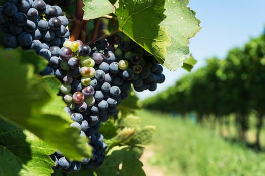 Vine with blue grapes,agricultural landscape with grapes