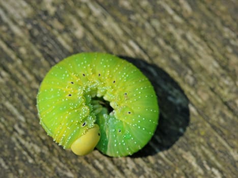 Larva of the beech keulhorn leaf wasp (Cimbex fagi)