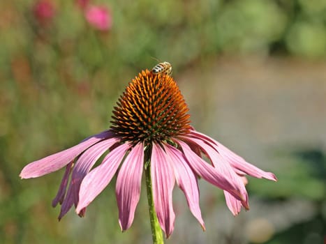 Bee on Red Sun Hat (Echinacea purpurea)