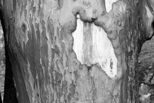 Up close and personal with the Madrona Tree and her bark